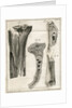 Sections of the Tibia by Faustino Anderloni