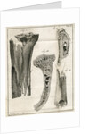 Sections of the Tibia by Faustino Anderloni
