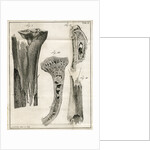Sections of the Tibia by Faustino Anderloni
