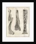 Sections of the leg bones by Faustino Anderloni