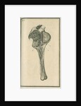 'The superficial lymphatic vessels of the left lower extremity' by unknown