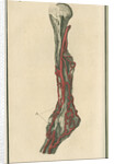 Dissection of an arm on which the operation for the Aneurism had been performed by unknown