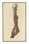 Dissection of an arm on which the operation for the Aneurism had been performed by unknown