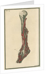 Dissection of an arm on which the operation for the Aneurism had been performed by unknown