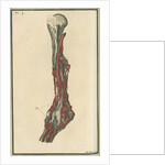 Dissection of an arm on which the operation for the Aneurism had been performed by unknown