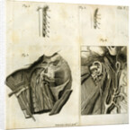 Details of the anatomy of the head and neck by Goett