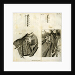 Details of the anatomy of the head and neck by Goett