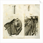 Details of the anatomy of the head and neck by Goett