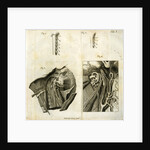 Details of the anatomy of the head and neck by Goett