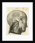 The anatomy of the neck and back of the head by unknown