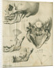 Views of the skull and jaw by Françoise van Bleyswyck