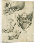 Views of the skull and jaw by Françoise van Bleyswyck
