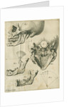 Views of the skull and jaw by Françoise van Bleyswyck