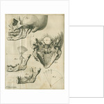 Views of the skull and jaw by Françoise van Bleyswyck