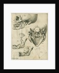 Views of the skull and jaw by Françoise van Bleyswyck