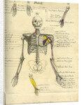 Muscle distribution of the upper body (front) by Joseph Constantine Carpue