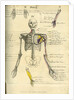 Muscle distribution of the upper body (front) by Joseph Constantine Carpue