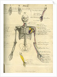 Muscle distribution of the upper body (front) by Joseph Constantine Carpue