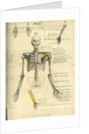 Muscle distribution of the upper body (front) by Joseph Constantine Carpue
