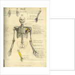 Muscle distribution of the upper body (front) by Joseph Constantine Carpue