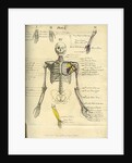 Muscle distribution of the upper body (front) by Joseph Constantine Carpue