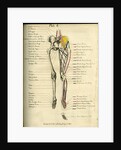 Muscle distribution of the lower body (front) by Joseph Constantine Carpue