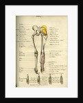 Muscle distribution of the lower bod(back) by Joseph Constantine Carpue