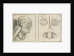 'A view of the Muscles of the Face in Profile' by James Mynde