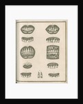Irregularities of the teeth by Parks