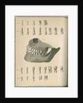 The permanent set of teeth complete by Parks