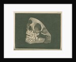 The two sets of teeth at six years of age by Parks