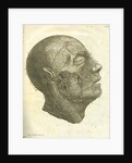 Veins of the human head by unknown