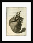 The human heart by Sauerbrey