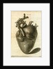 A human heart by Sauerbrey