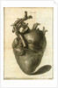 A human heart by Sauerbrey