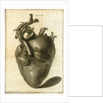 A human heart by Sauerbrey