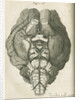 The base of a sheep's brain by unknown