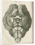 The base of a sheep's brain by unknown