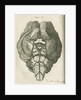 The base of a sheep's brain by unknown