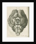 The base of a sheep's brain by unknown