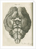 The base of a sheep's brain by unknown