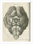 The base of a sheep's brain by unknown