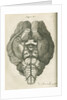 The base of a sheep's brain by unknown