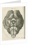 The base of a sheep's brain by unknown