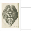 The base of a sheep's brain by unknown