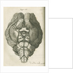 The base of a sheep's brain by unknown