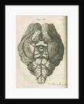 The base of a sheep's brain by unknown