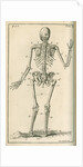 Back view of a skeleton by Sutton Nicholls