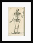 Back view of a skeleton by Sutton Nicholls