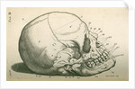 The bones of the head by Sutton Nicholls